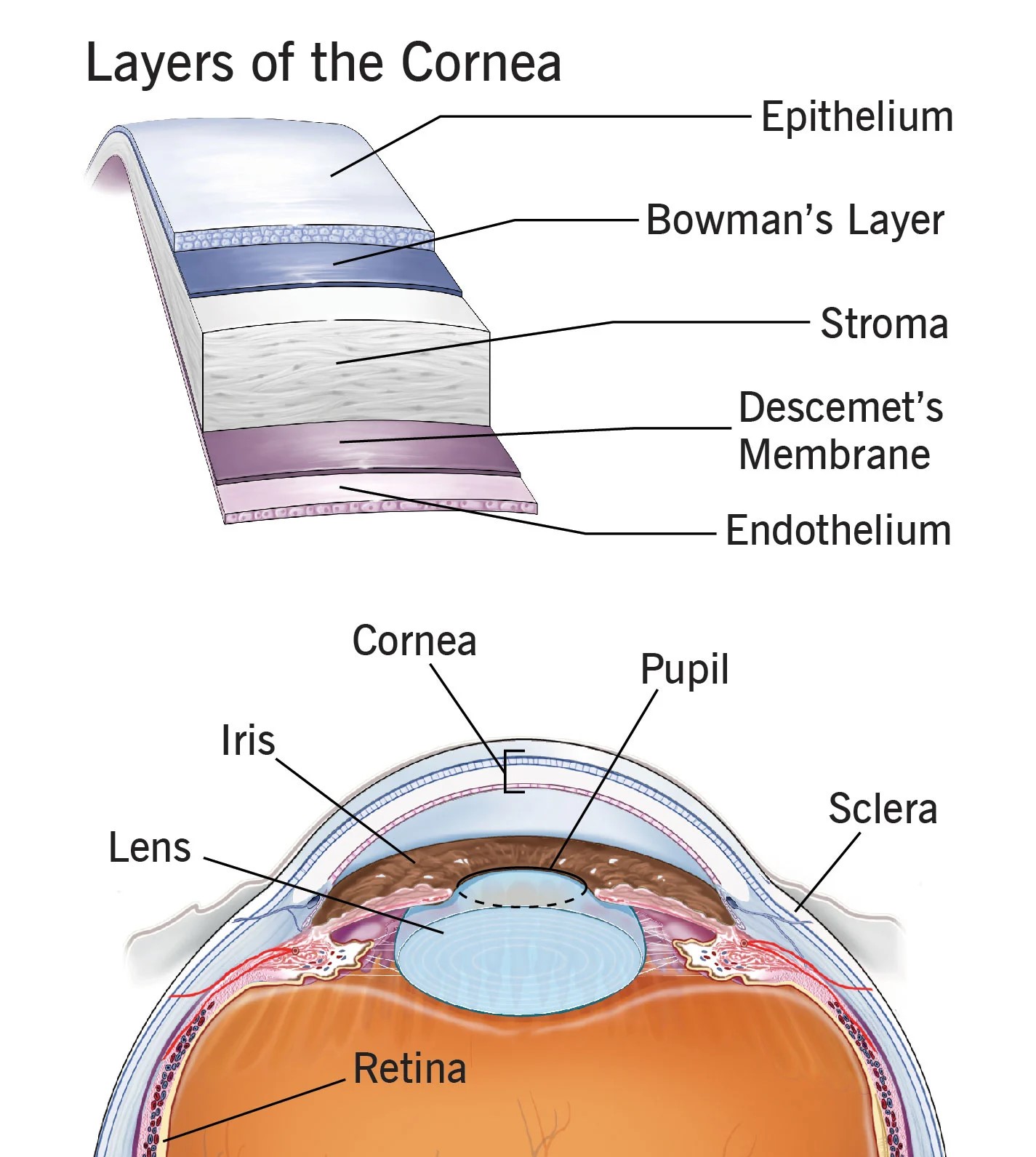 cornea